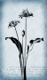 Gray-Wild-Garlic-Botanical-Series-1440px-wide-2