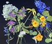 Bradley-delphinium-nasturtium-horsemint-1440px-wide-4