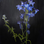 LB_delphinium